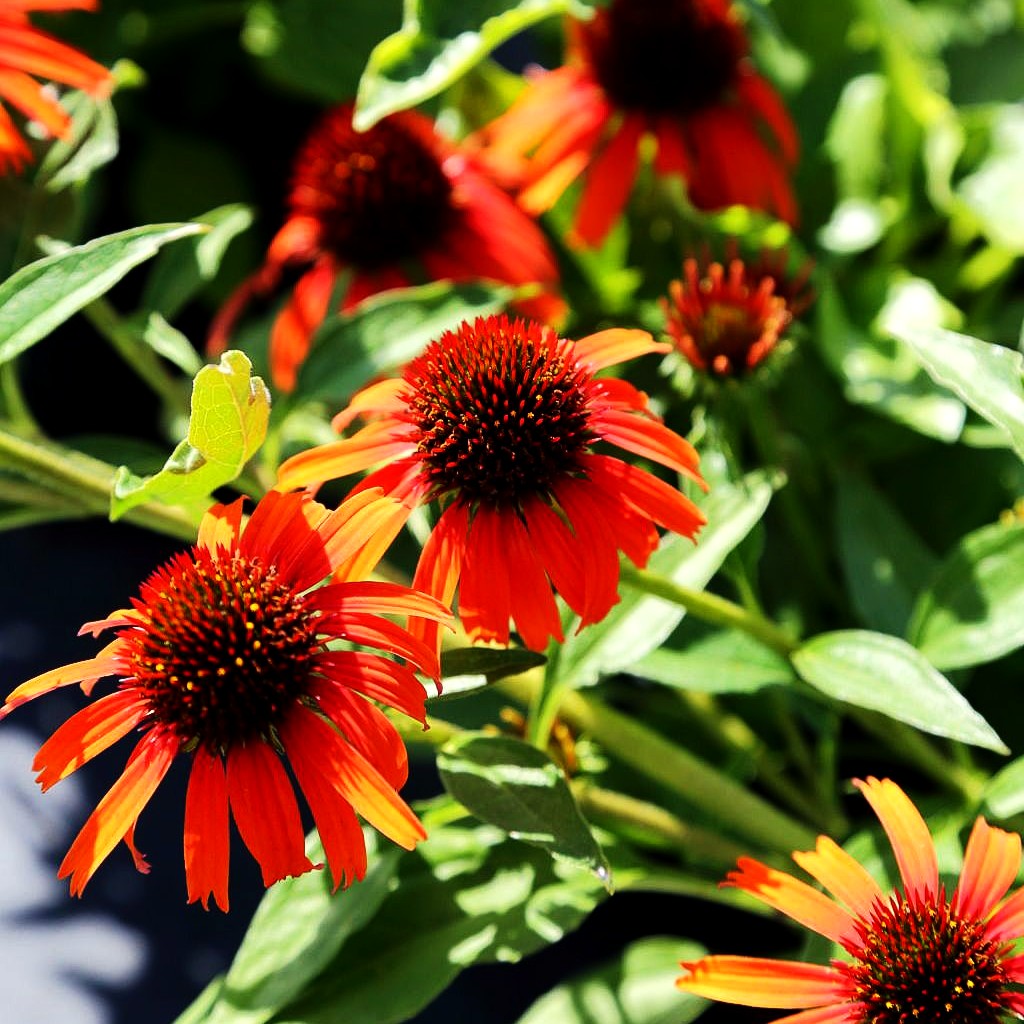 Scheinsonnenhut 'Orange Skipper' (Echinacea purpurea)