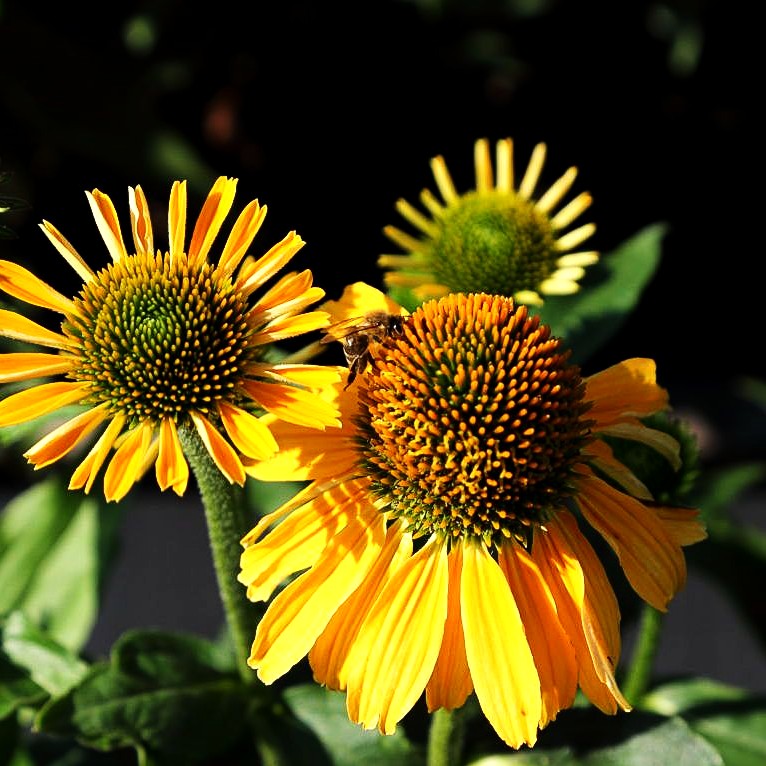 Scheinsonnenhut 'Orange Skipper' (Echinacea purpurea)
