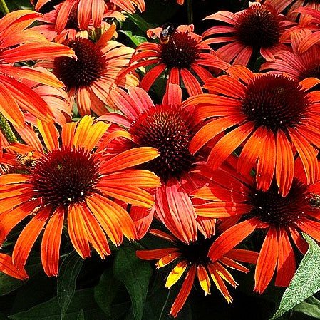 Scheinsonnenhut 'Orange Skipper' (Echinacea purpurea)