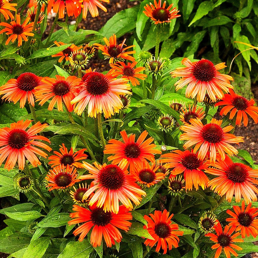 Scheinsonnenhut 'Orange Skipper' (Echinacea purpurea)