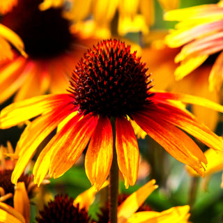 Scheinsonnenhut 'Parrot' (Echinacea purpurea)