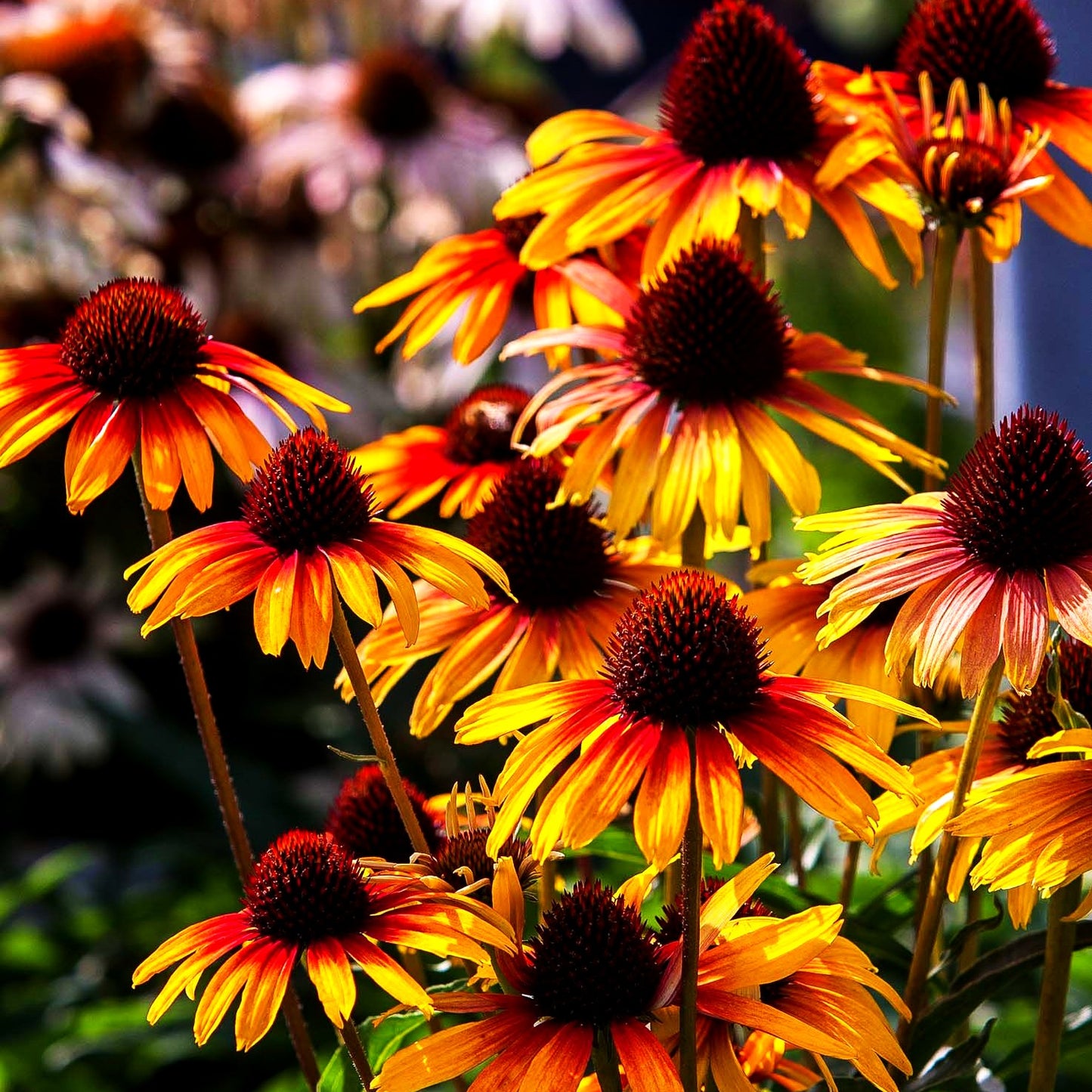 Scheinsonnenhut 'Parrot' (Echinacea purpurea)