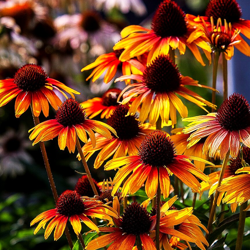 Scheinsonnenhut 'Parrot' (Echinacea purpurea)