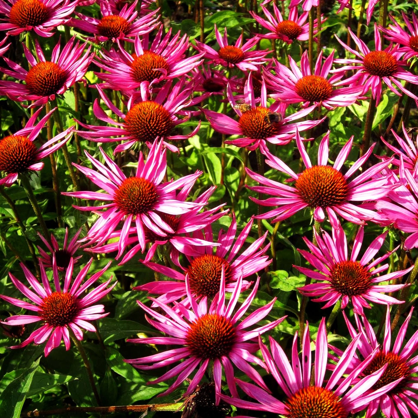 Scheinsonnenhut 'Pica Bella' (Echinacea purpurea JS)
