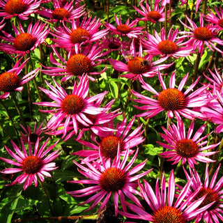 Scheinsonnenhut 'Pica Bella' (Echinacea purpurea JS)