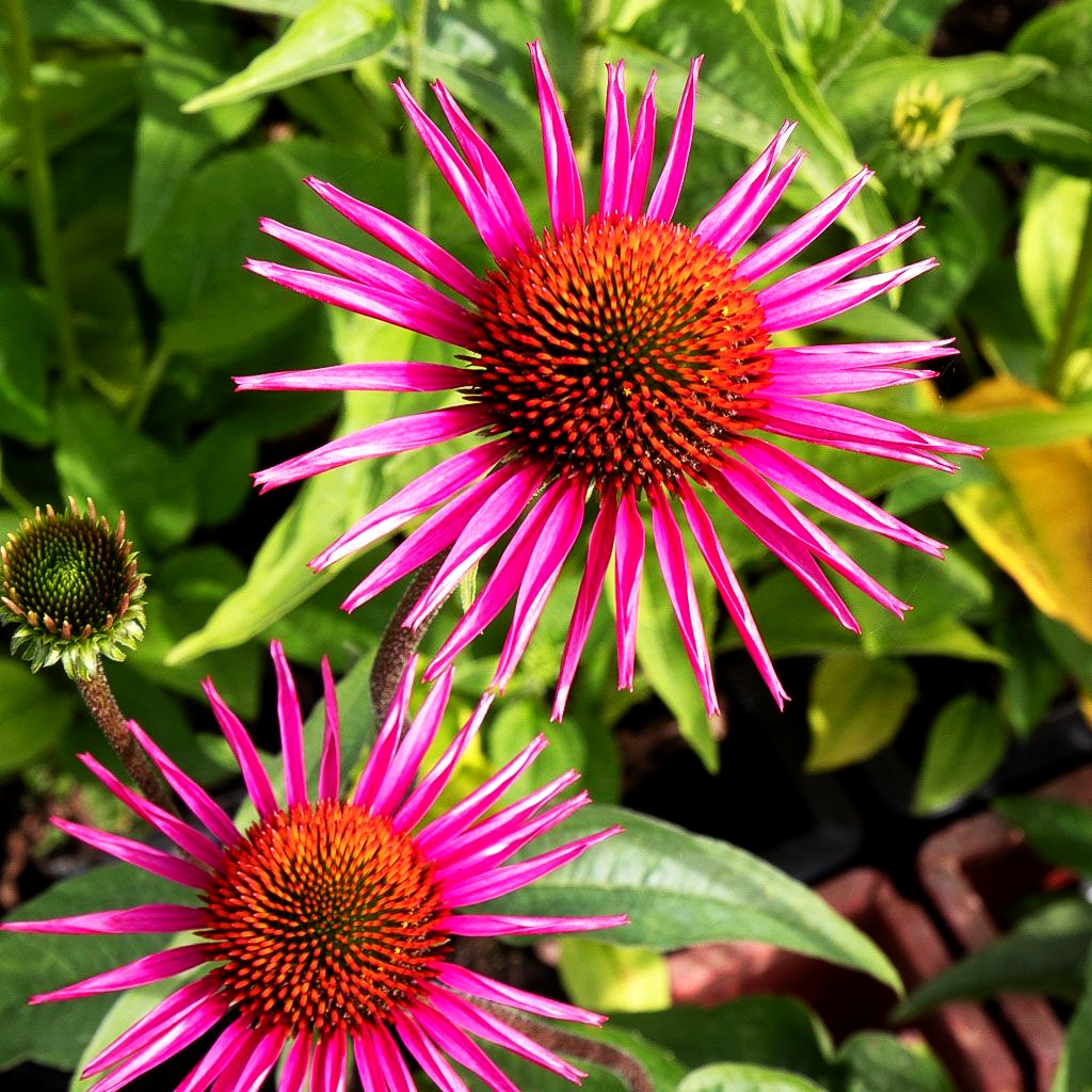 Scheinsonnenhut 'Pica Bella' (Echinacea purpurea JS)