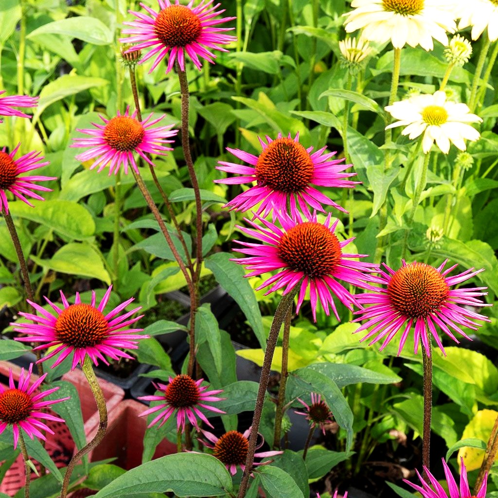 Scheinsonnenhut 'Pica Bella' (Echinacea purpurea JS)