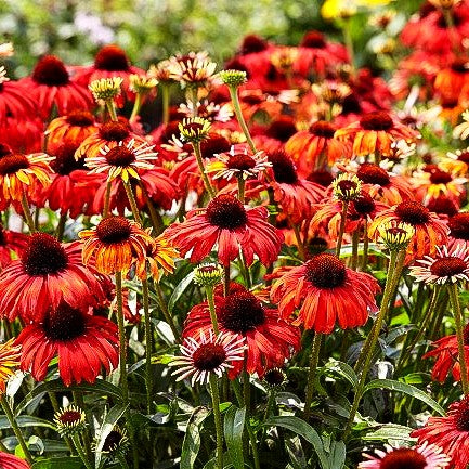 Scheinsonnenhut 'Postman' (Echinacea purpurea)