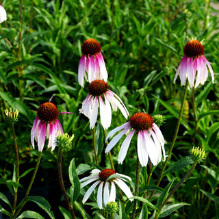 Scheinsonnenhut 'Pretty Parasols' (Echinacea purpurea)