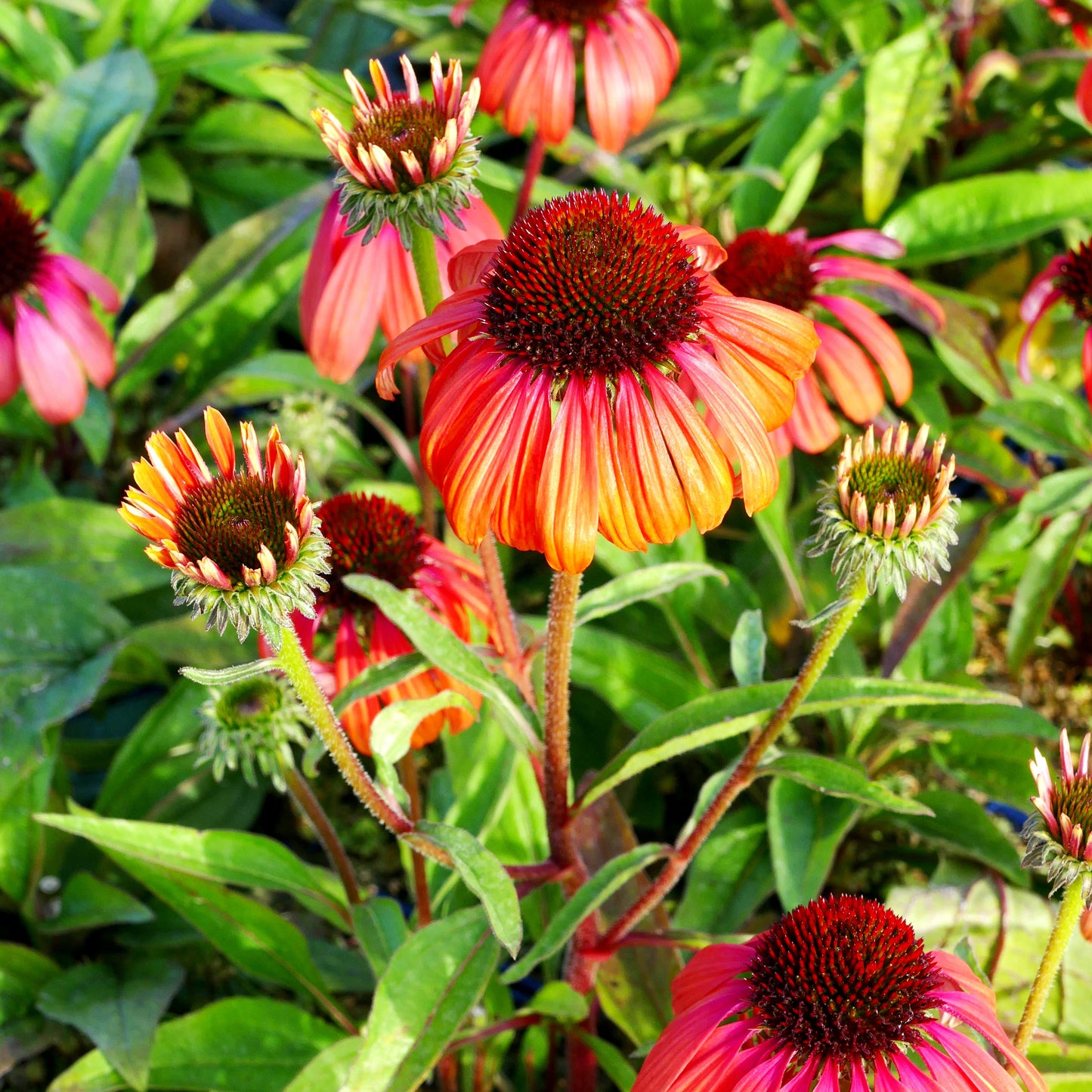 Scheinsonnenhut 'Rainbow Marcella' (Echinacea purpurea)