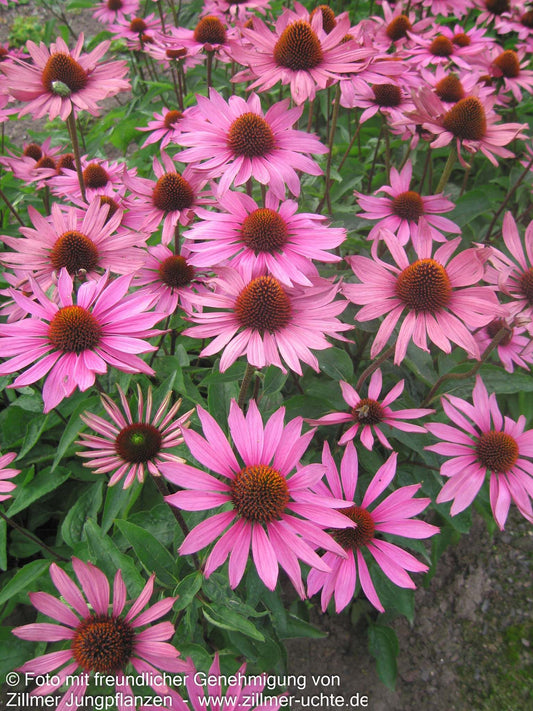 Scheinsonnenhut 'Rubinstern' (Echinacea purpurea)