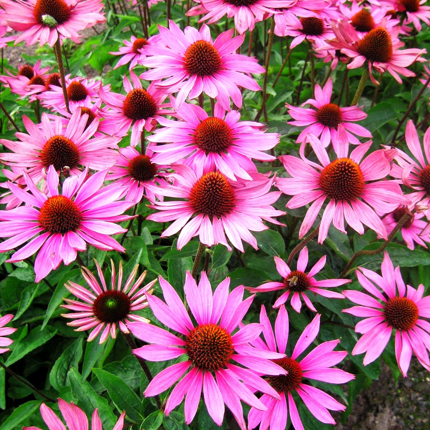 Scheinsonnenhut 'Rubinstern' (Echinacea purpurea)