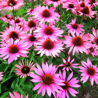 Scheinsonnenhut 'Rubinstern' (Echinacea purpurea)