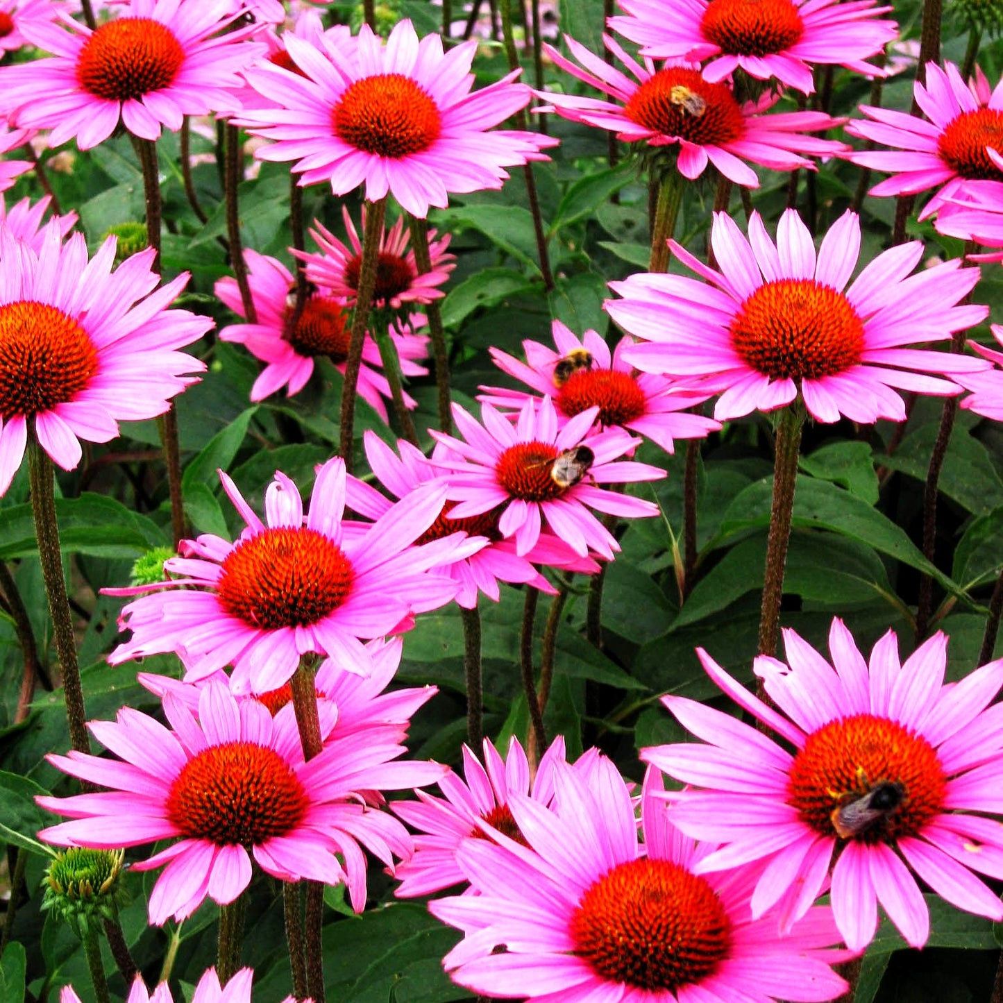 Scheinsonnenhut 'Rubinstern' (Echinacea purpurea)