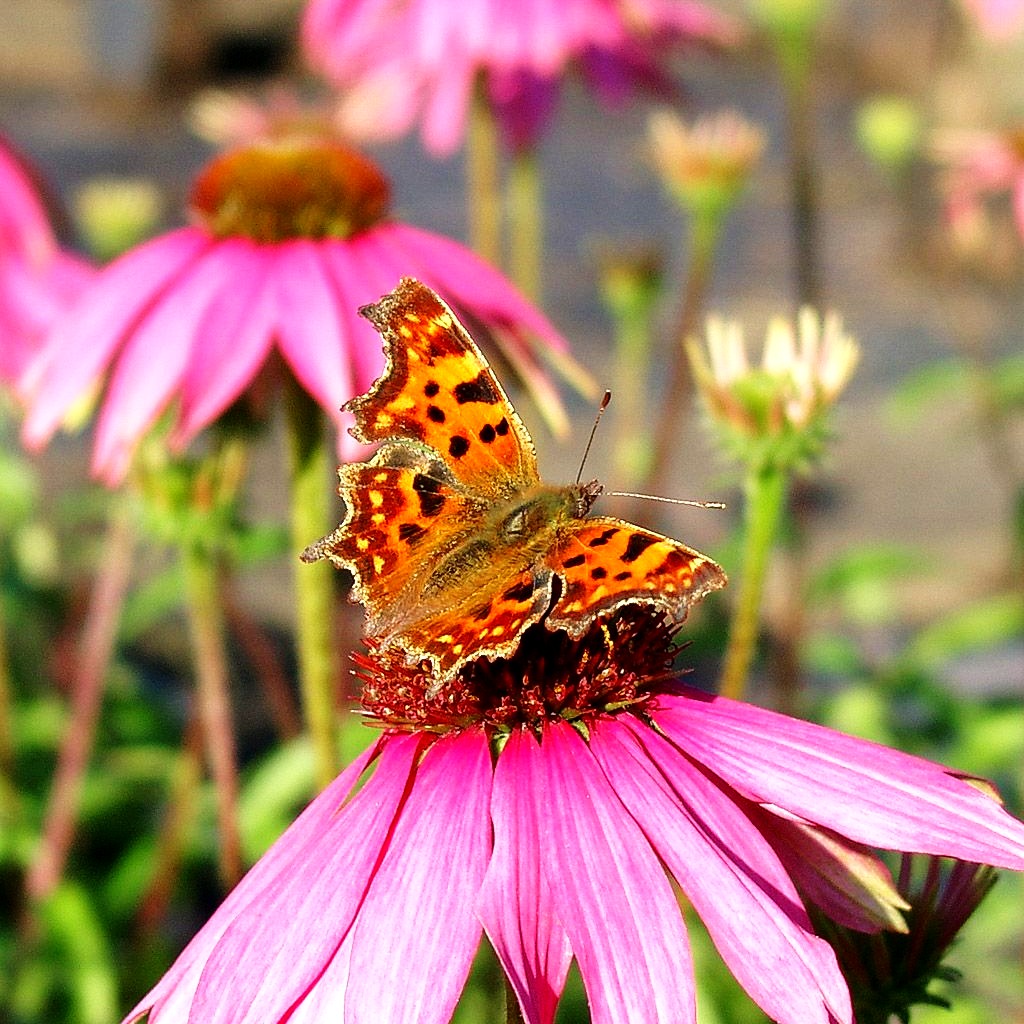 Scheinsonnenhut 'Rubinstern' (Echinacea purpurea)