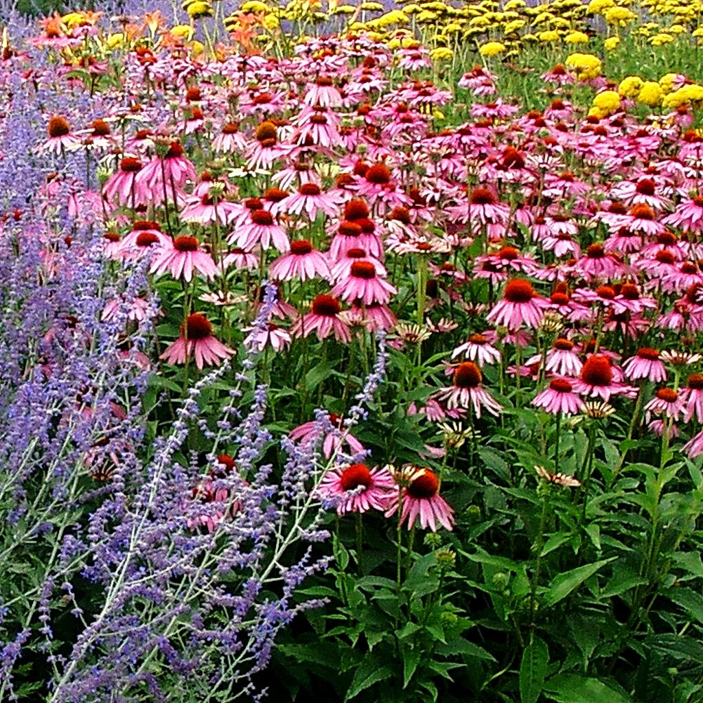 Scheinsonnenhut 'Rubinstern' (Echinacea purpurea)