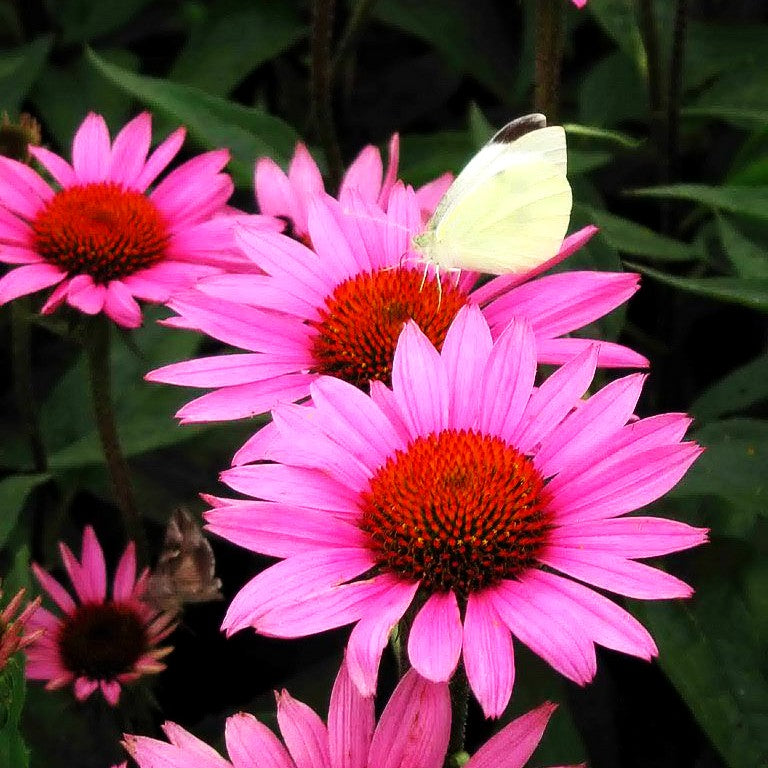 Scheinsonnenhut 'Rubinstern' (Echinacea purpurea)
