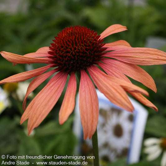 Scheinsonnenhut 'Sundown' (Echinacea purpurea)