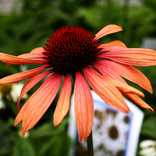 Scheinsonnenhut 'Sundown' (Echinacea purpurea)