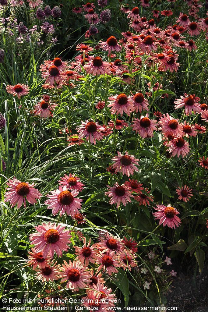 Scheinsonnenhut 'Sundown' (Echinacea purpurea)