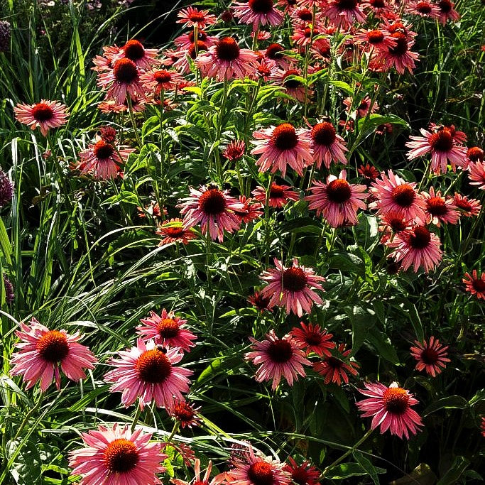 Scheinsonnenhut 'Sundown' (Echinacea purpurea)