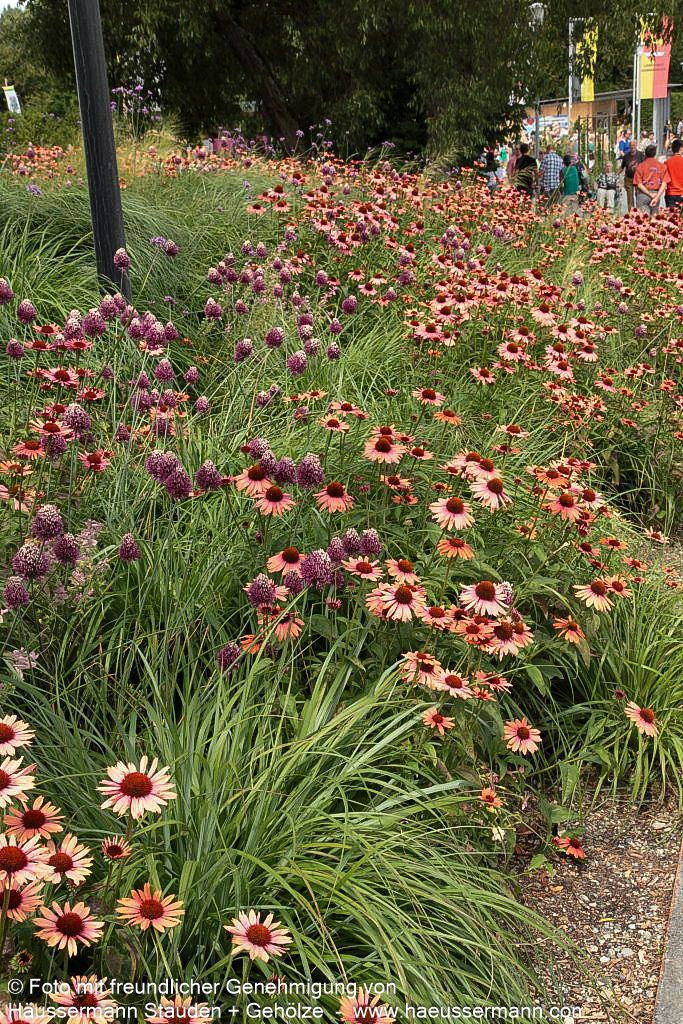 Scheinsonnenhut 'Sundown' (Echinacea purpurea)