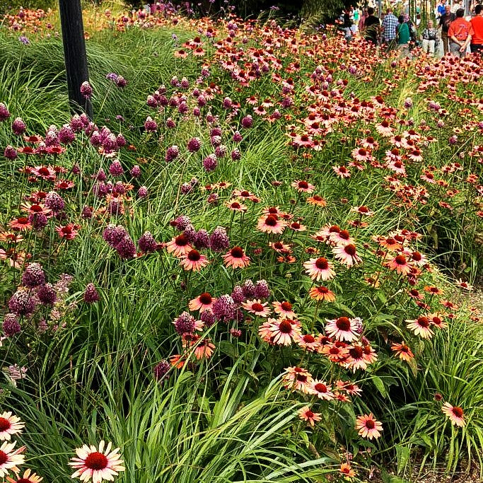 Scheinsonnenhut 'Sundown' (Echinacea purpurea)