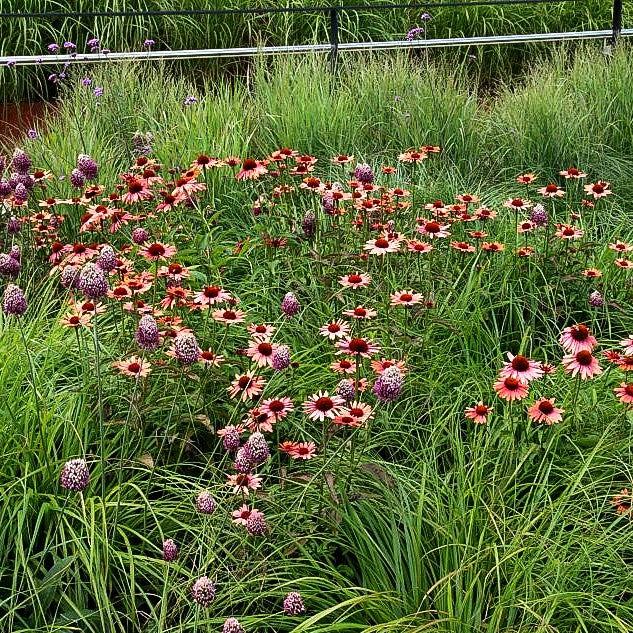 Scheinsonnenhut 'Sundown' (Echinacea purpurea)
