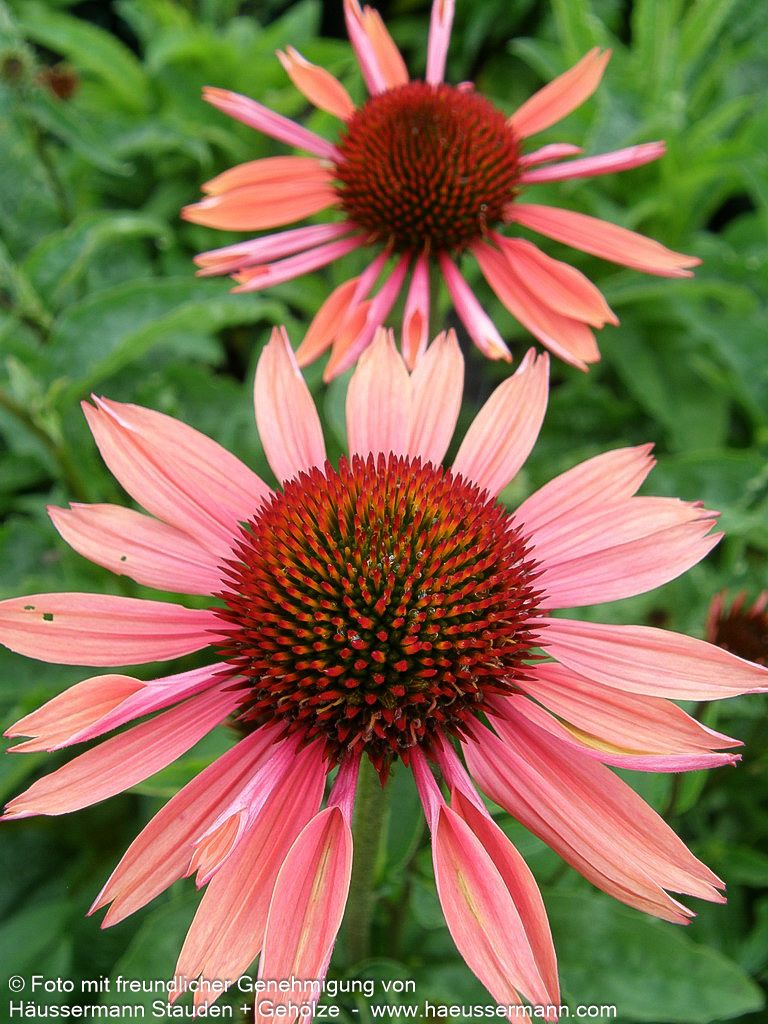 Scheinsonnenhut 'Sundown' (Echinacea purpurea)