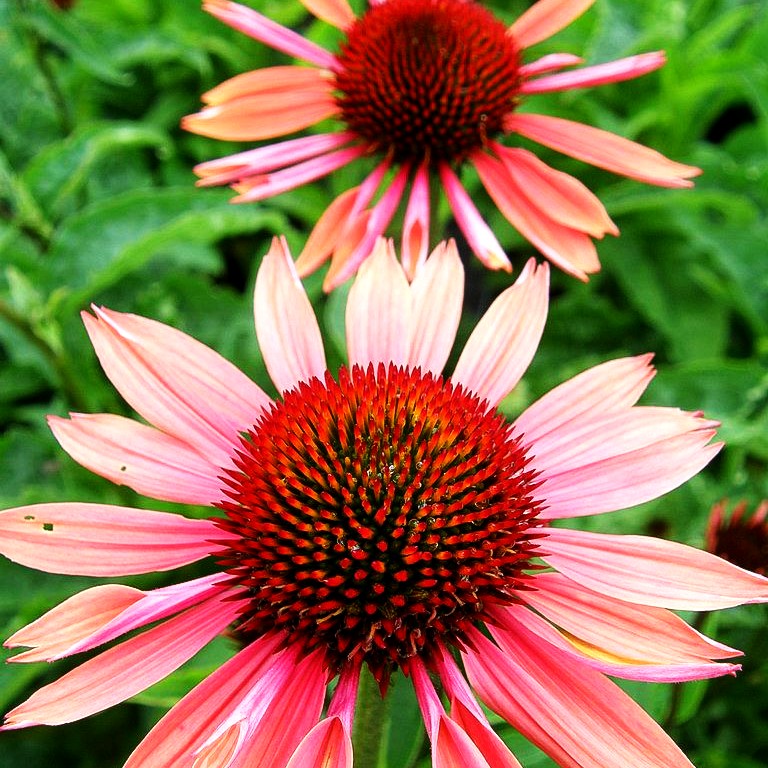 Scheinsonnenhut 'Sundown' (Echinacea purpurea)