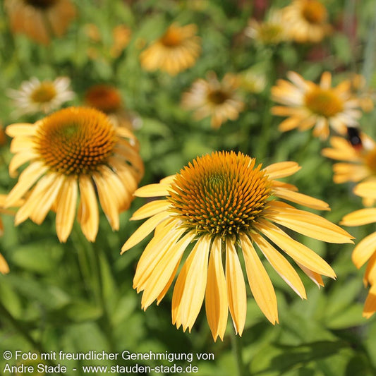 Scheinsonnenhut 'Sunrise' (Echinacea purpurea)
