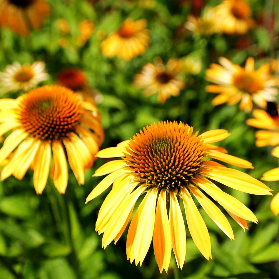 Scheinsonnenhut 'Sunrise' (Echinacea purpurea)