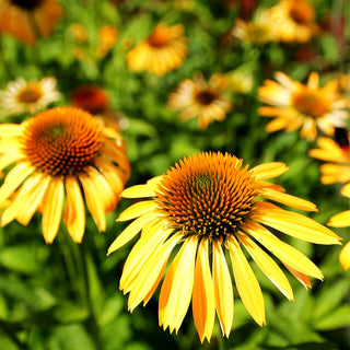 Scheinsonnenhut 'Sunrise' (Echinacea purpurea)