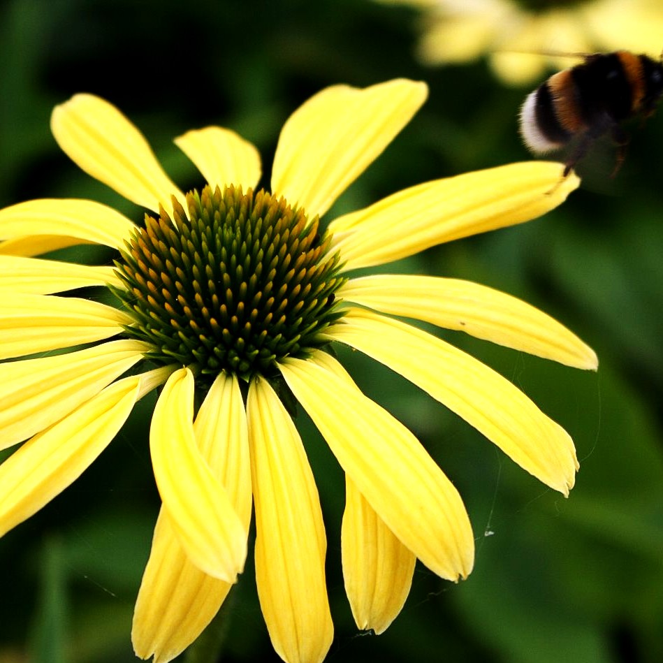 Scheinsonnenhut 'Sunrise' (Echinacea purpurea)