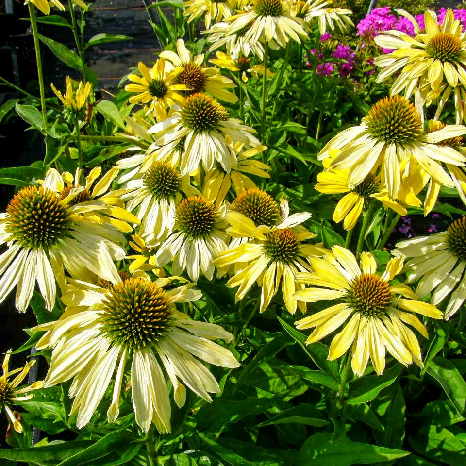Scheinsonnenhut 'Sunrise' (Echinacea purpurea)
