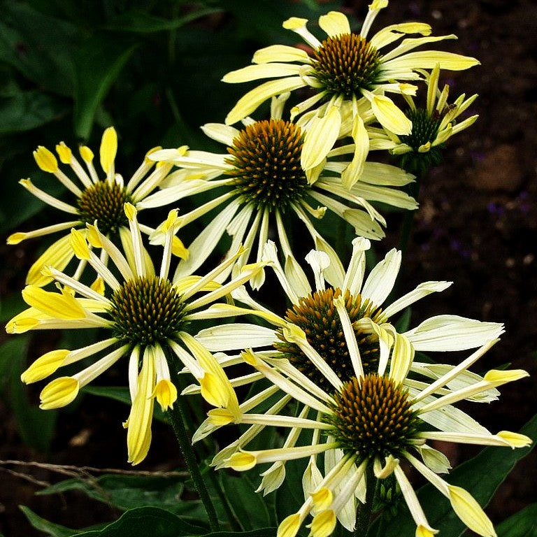 Scheinsonnenhut 'Sunrise' (Echinacea purpurea)