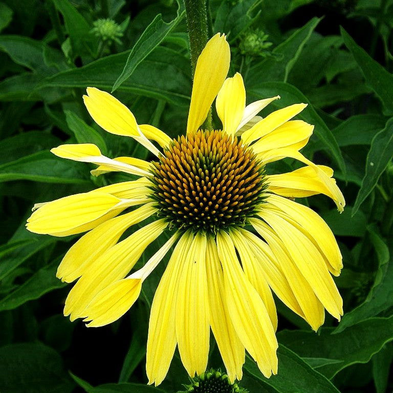 Scheinsonnenhut 'Sunrise' (Echinacea purpurea)