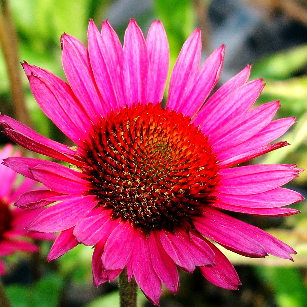 Scheinsonnenhut 'Vintage Wine' (Echinacea purpurea)