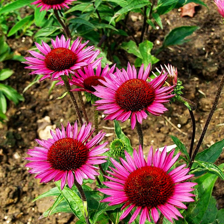 Scheinsonnenhut 'Vintage Wine' (Echinacea purpurea)