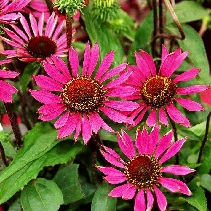 Scheinsonnenhut 'Vintage Wine' (Echinacea purpurea)