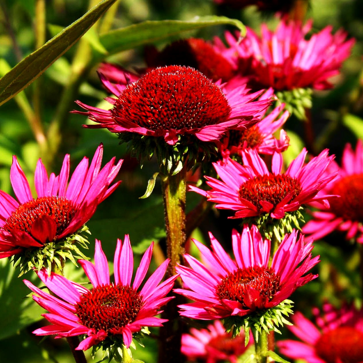 Scheinsonnenhut 'Vintage Wine' (Echinacea purpurea)