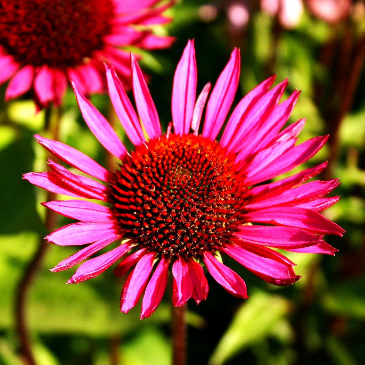 Scheinsonnenhut 'Vintage Wine' (Echinacea purpurea)