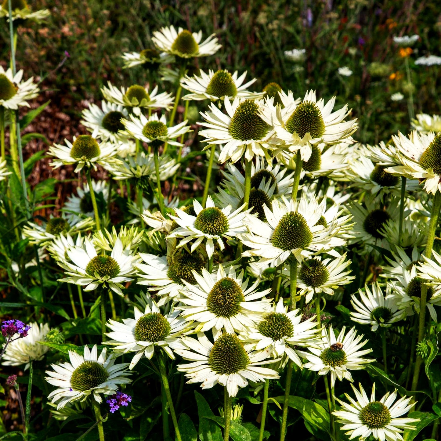 Scheinsonnenhut 'Virgin' (Echinacea purpurea)