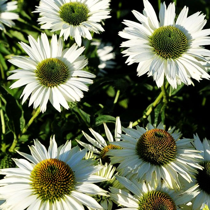 Scheinsonnenhut 'Virgin' (Echinacea purpurea)