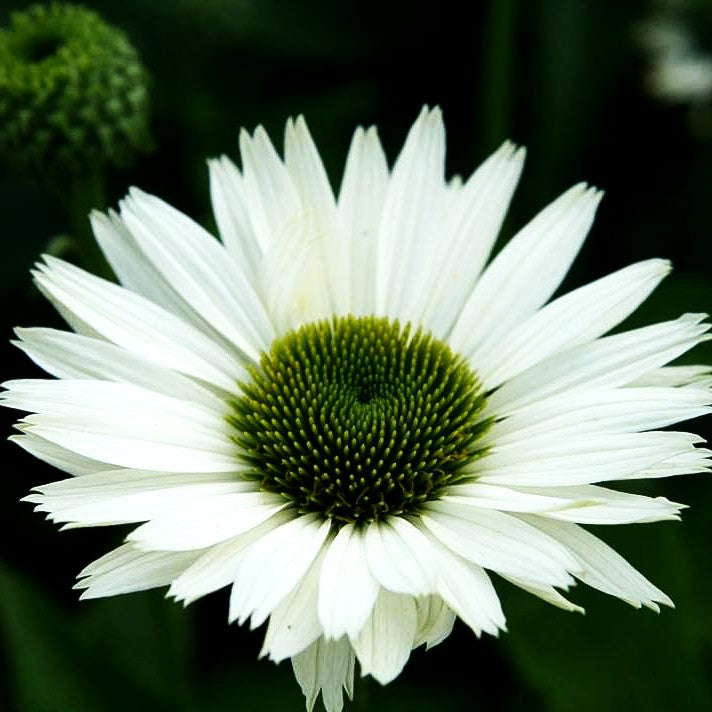 Scheinsonnenhut 'Virgin' (Echinacea purpurea)