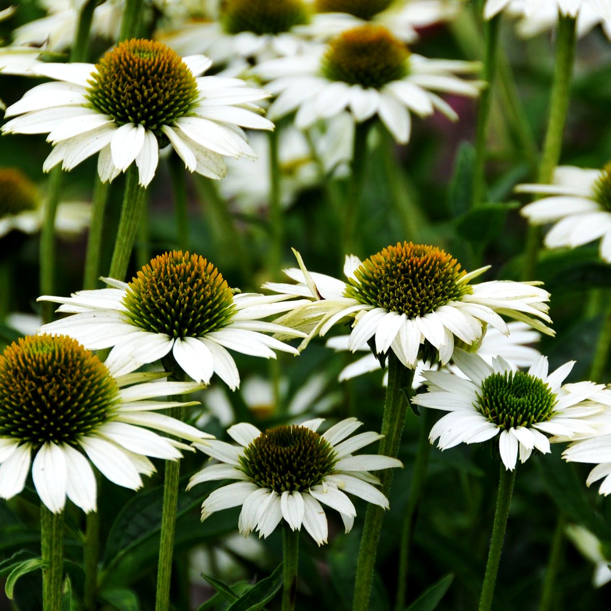 Scheinsonnenhut 'Virgin' (Echinacea purpurea)