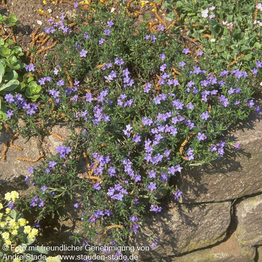 Scheinsteinsame 'Heavenly Blue' (Lithodora diffusa)