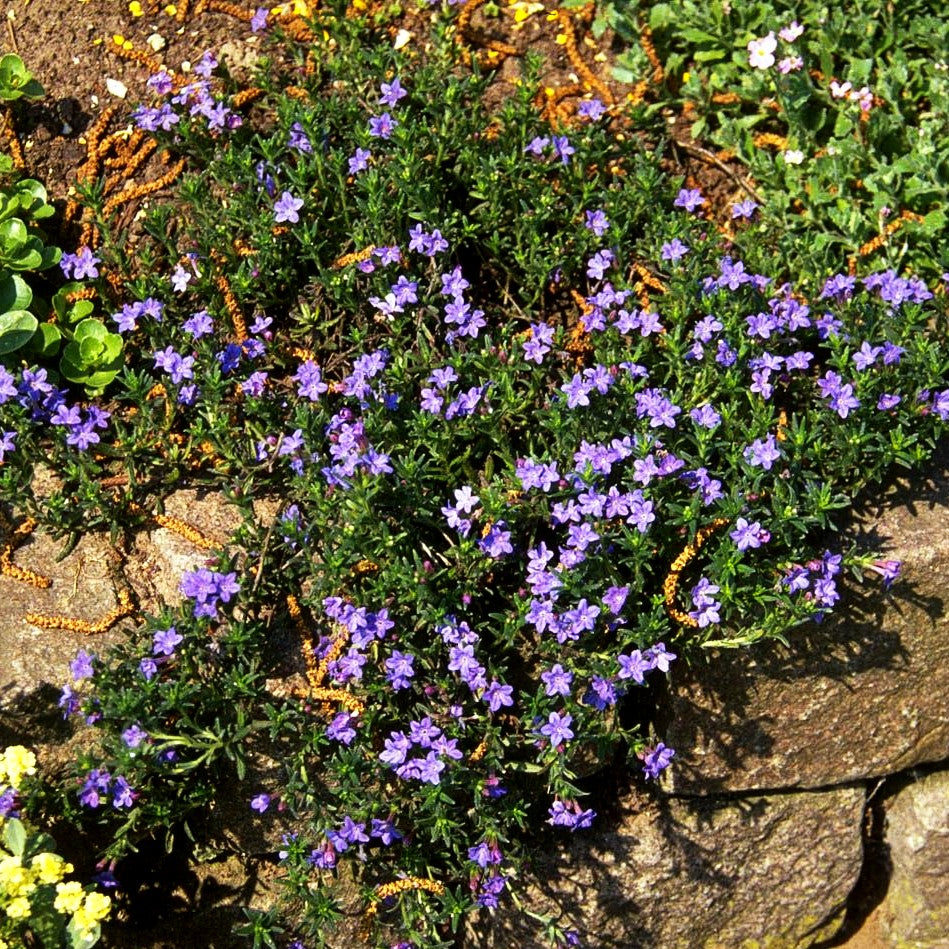 Scheinsteinsame 'Heavenly Blue' (Lithodora diffusa)