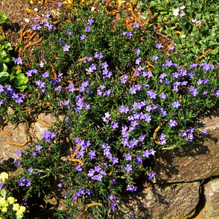 Scheinsteinsame 'Heavenly Blue' (Lithodora diffusa)