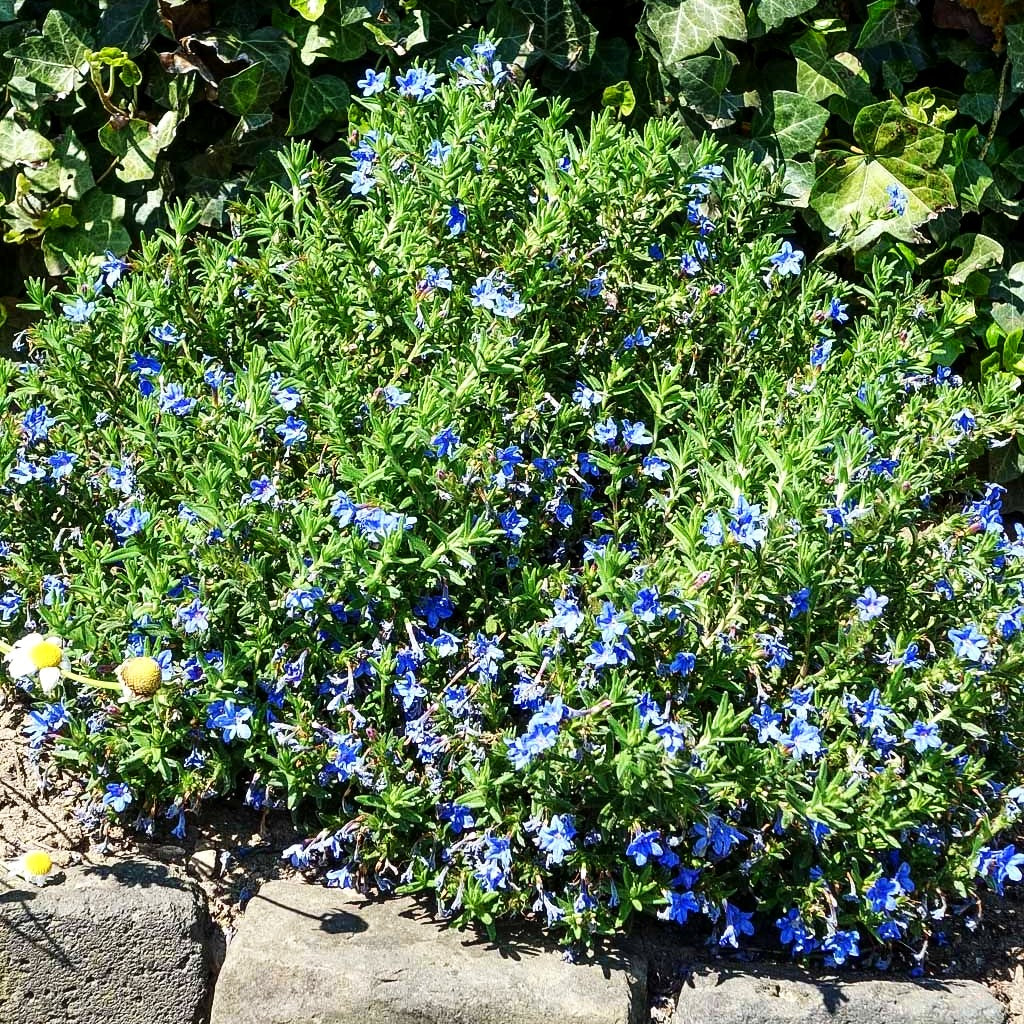 Scheinsteinsame 'Heavenly Blue' (Lithodora diffusa)